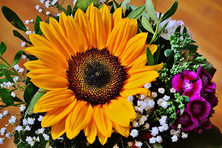 sunflower in macro photo