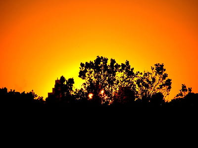silhouette of trees during orange sunset