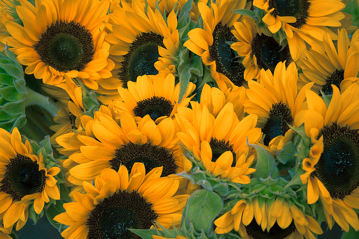 Sunflower lot at daytime
