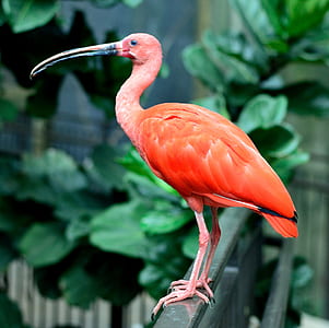 flamingo on fence