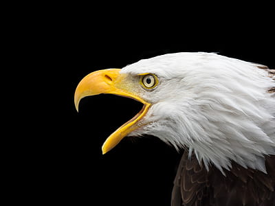 black and white American bald head eagle photo