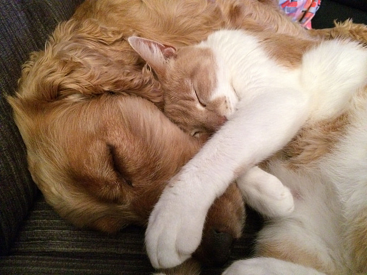 orange and white cat sleeping beside adult English cocker spaniel