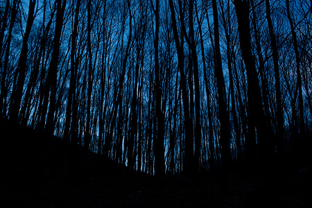 low angle photography of silhouette of trees