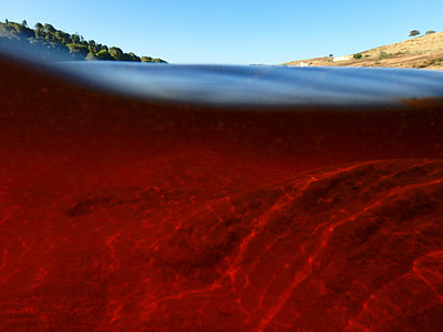 red body of water near green trees under blue sky