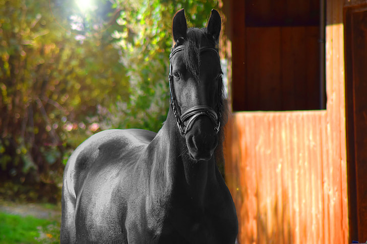 tilt shift lens photography of black horse during daytime
