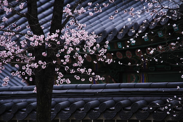 flowering cherry blossom tree