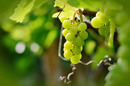 closeup photo of green grape fruit