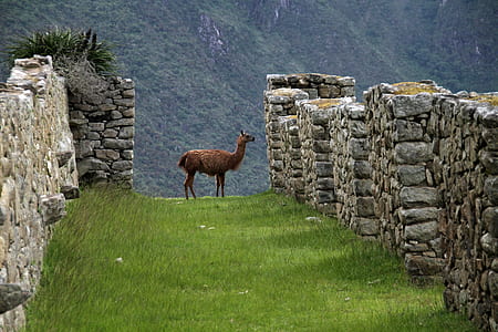 brown goat on Machu Picchu