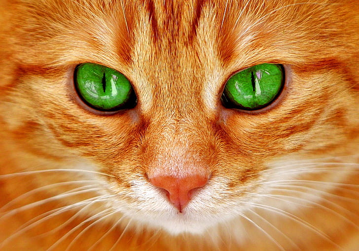 orange tabby cat in closeup photo