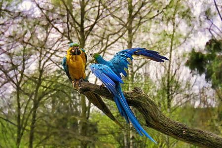 two yellow and blue parrots on tree branch