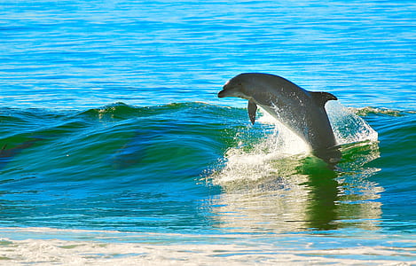 dolphin jumping on body of water at daytime