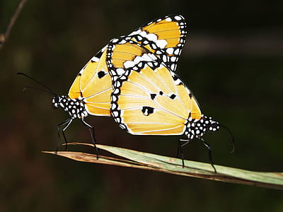 Yellow Black and White Monarch Butterfly