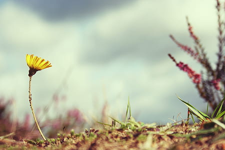 selective focus photography of of yellow fleabane flower