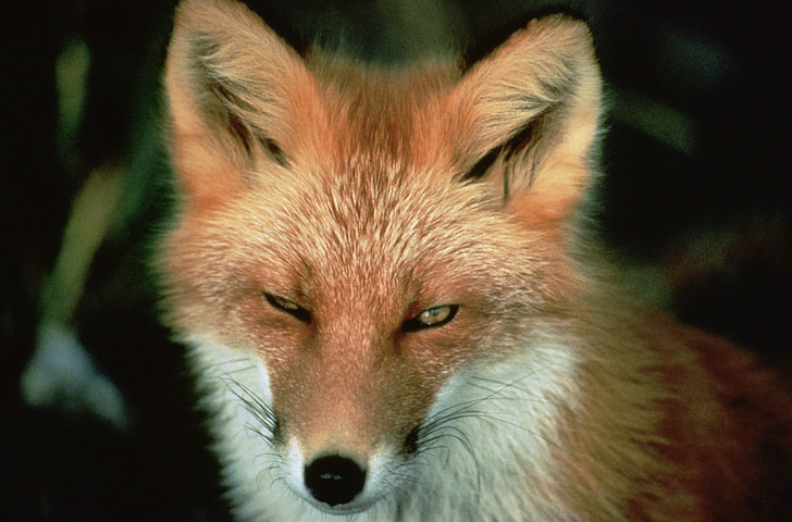 selective-focus photo of fox