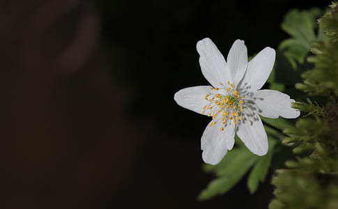 selective focus photography of white bloodroot flower