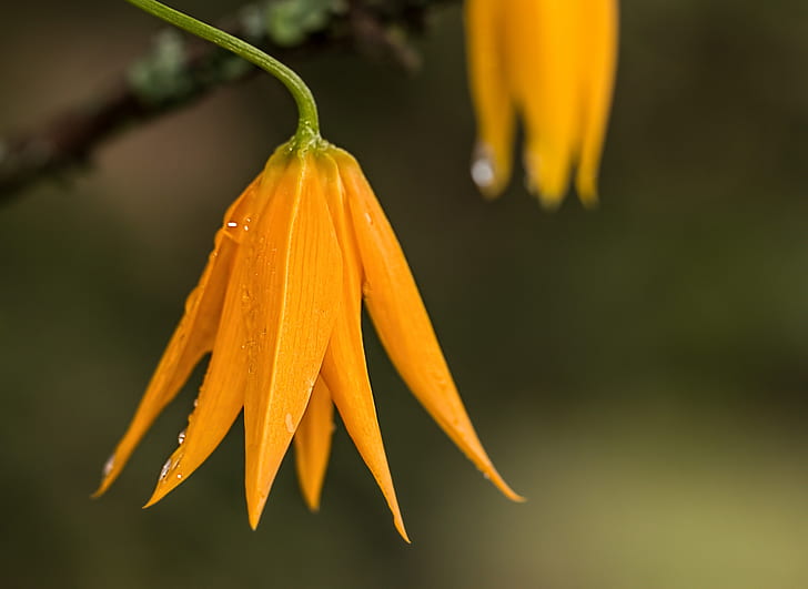close up shot of orange flowers in green stem
