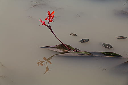 red flower with green leaf floating on water