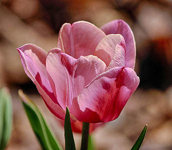 pink petaled flower photograph