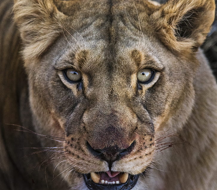 close up photo of gray lion