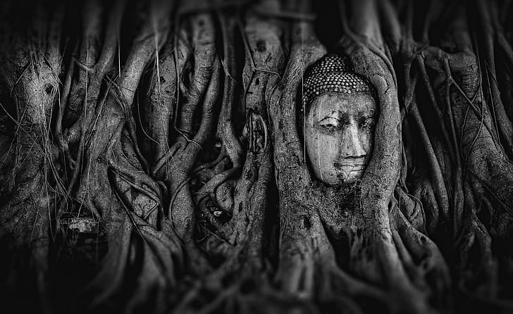 optical illusion of gray tree with face