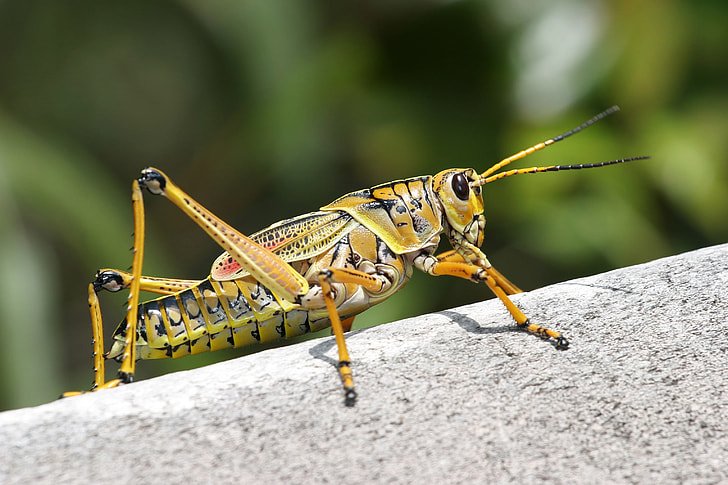 eastern lubber grasshopper in closeup photography