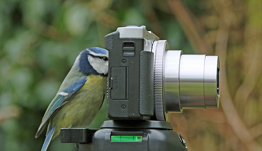 bird perching on camera