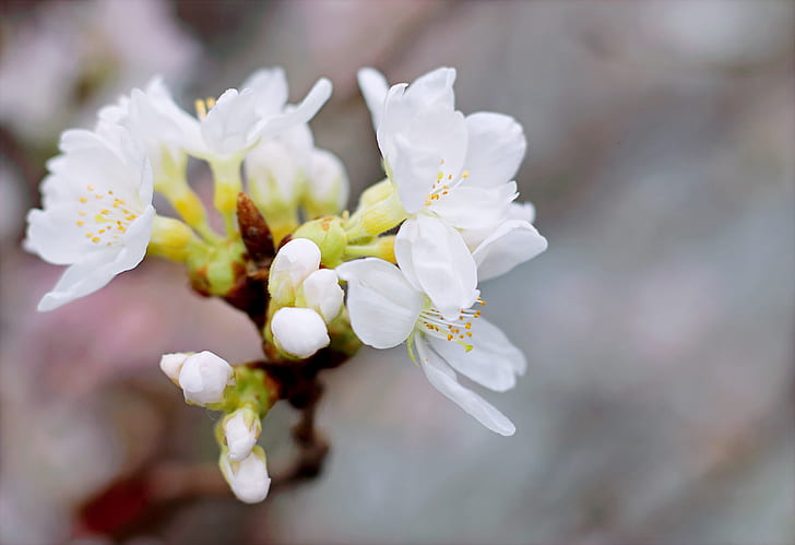 White Cherry Blossoms in Bloom Close-up Photo