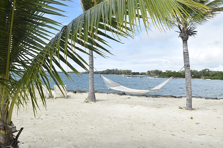 photo of white hammock mounted on coconut trees