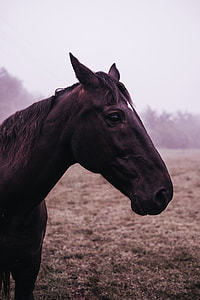 photography of black horse in field
