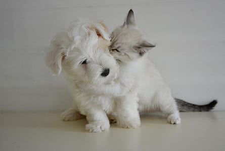 short-coated white puppy and cat on focus photo