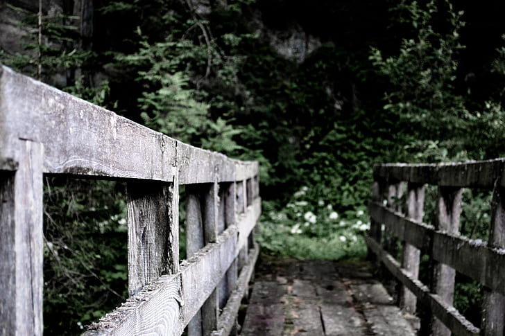 gray wooden bridge near green leafed tree