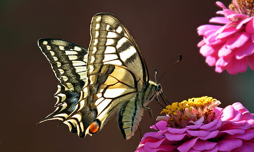easter swallowtail butterfly perched on pink zinnia flower closeup photography