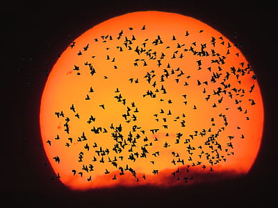 silhouette photo of flying birds during golden h our