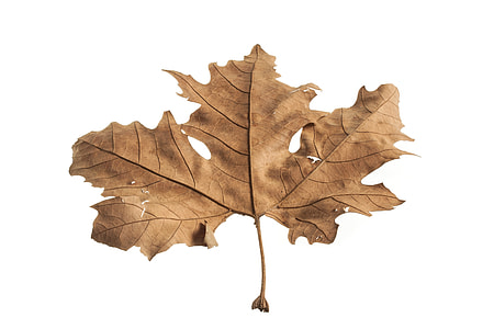 dried maple leaf with white background