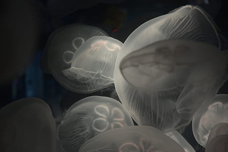 grayscle photo of jelly fish