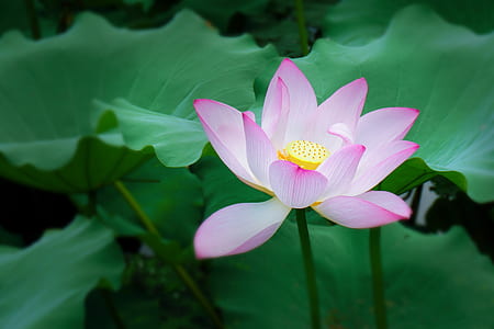 pink lotus flower in bloom at daytime
