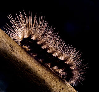 caterpillar, prickly, hairy, close