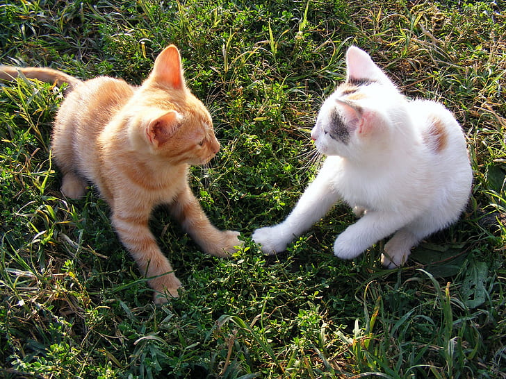 closeup photo of two orange and white kittens