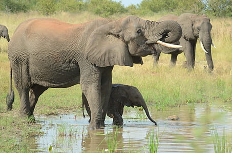 elephants on body of water