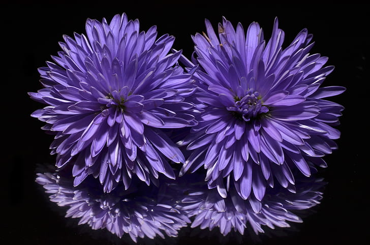 closeup photography of purple dahlias