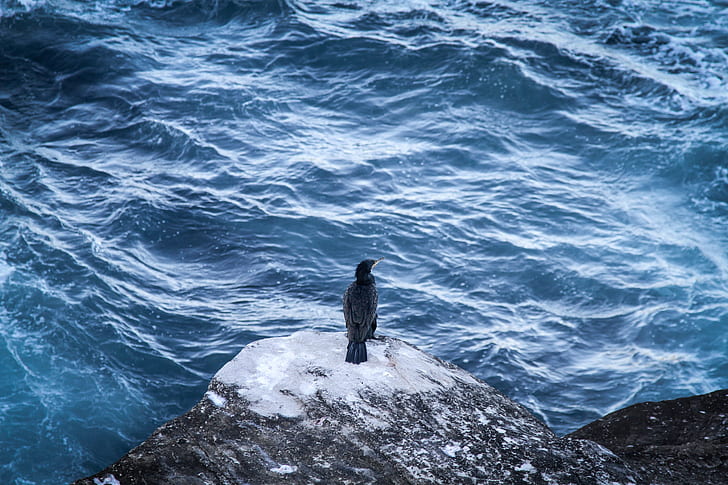 aerial view photography of cormorant on rock near ocean