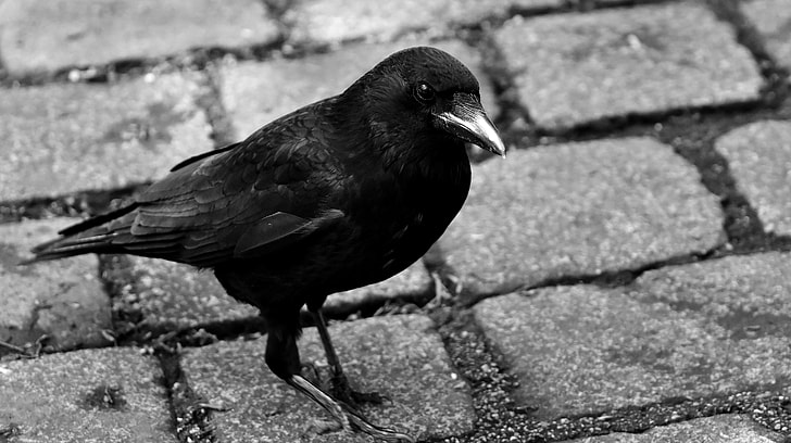 black crow on gray concrete road