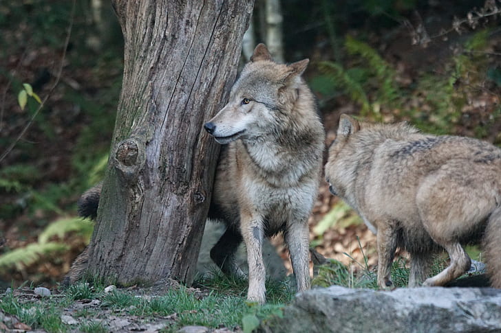 two grey wolves near tree