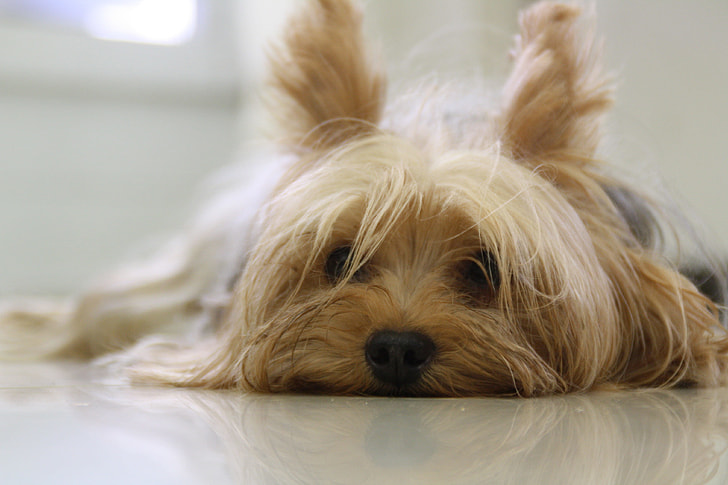 black and tan Yorkshire Terrier laying down on white floor