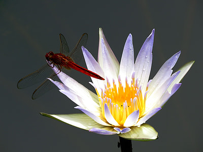 closeup photography of red dragonfly on white and purple petaled flower