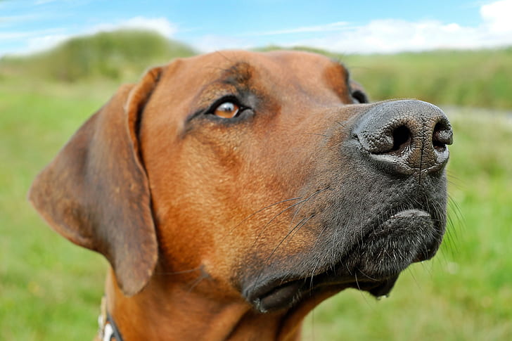 adult redbone coondhound on focus photo