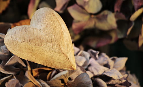 tilt-shift lens photography of heart-shaped brown leaf