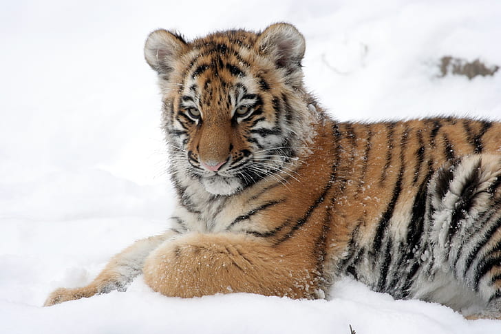 brown, white, and black tiger on snow field
