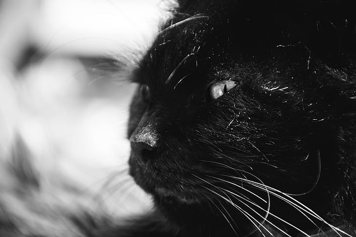 Black Long Coat Cat Grayscale Photography
