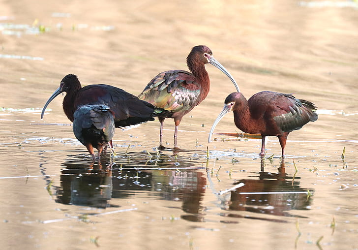 3 Brown and Black Long Beak Bird Eating on Body of Water during Daytime